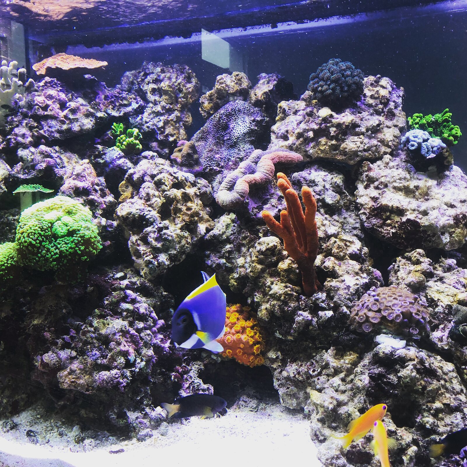 Gepflegtes Meerwasseraquarium mit Korallen und farbigen Fischen