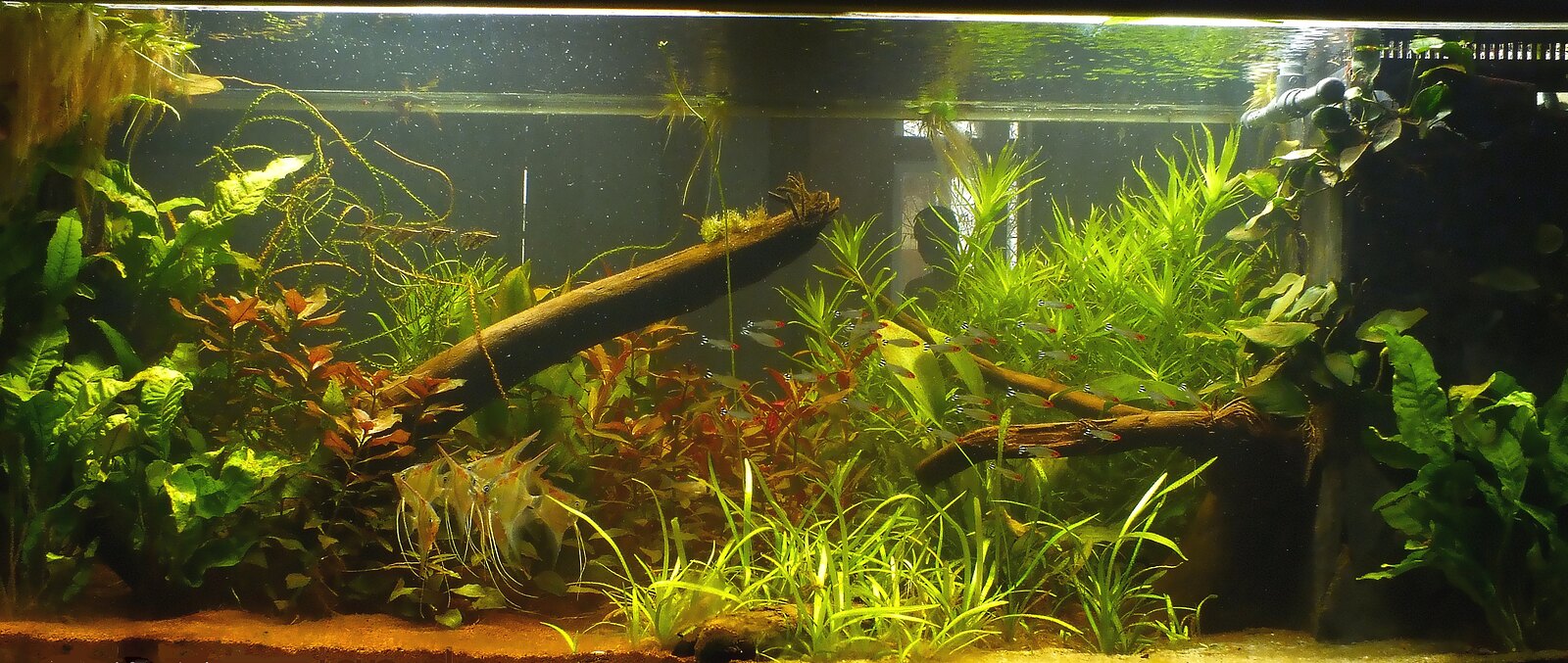 Dicht bepflanztes Süßwasseraquarium mit Skalaren