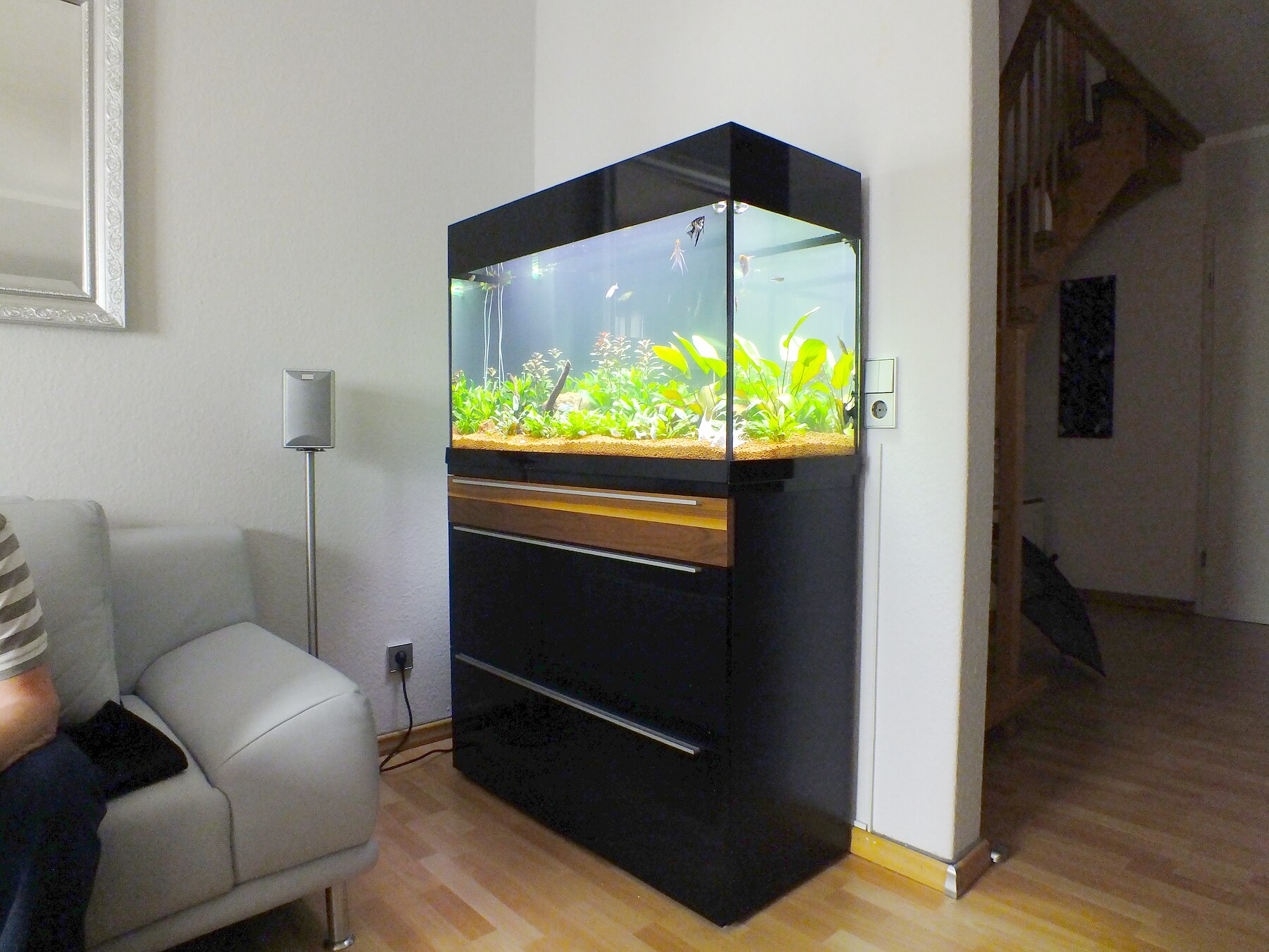 Design-Aquarium in schwarzem Möbel mit bepflanztem Süßwasserlayout