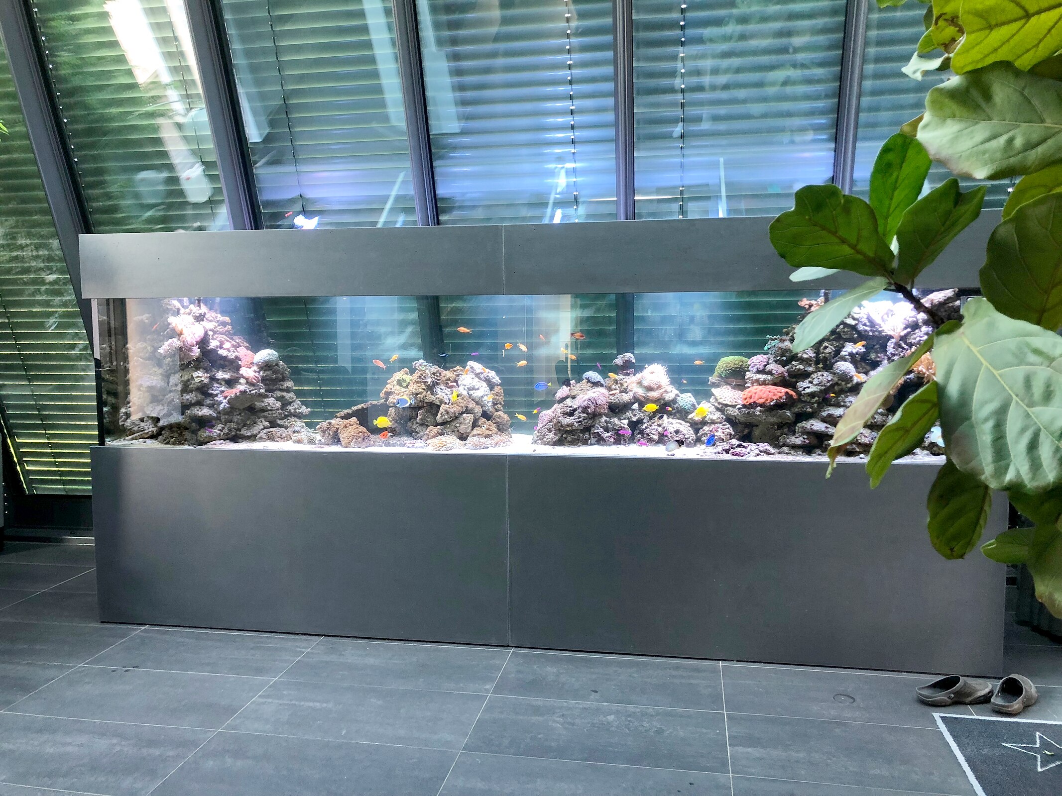 Großes Riffaquarium in einer Büroanlage mit Pflanzen im Vordergrund