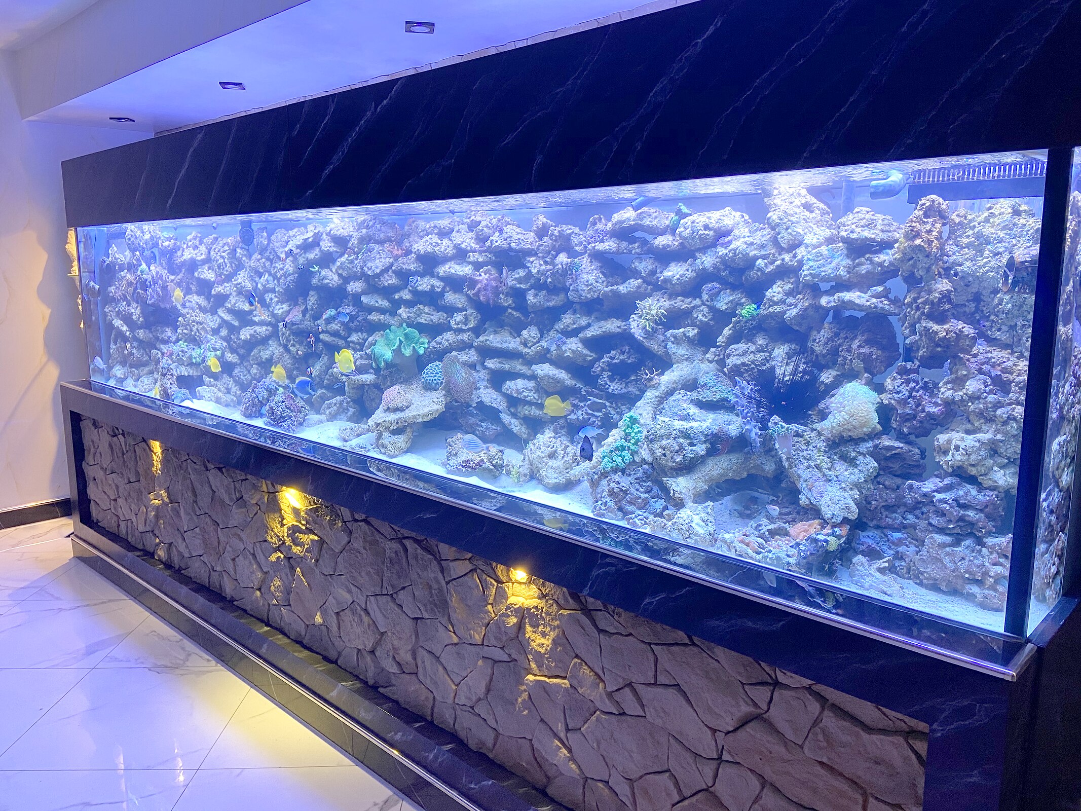 Großes Meerwasseraquarium als lange Wandanlage mit Riffaufbau