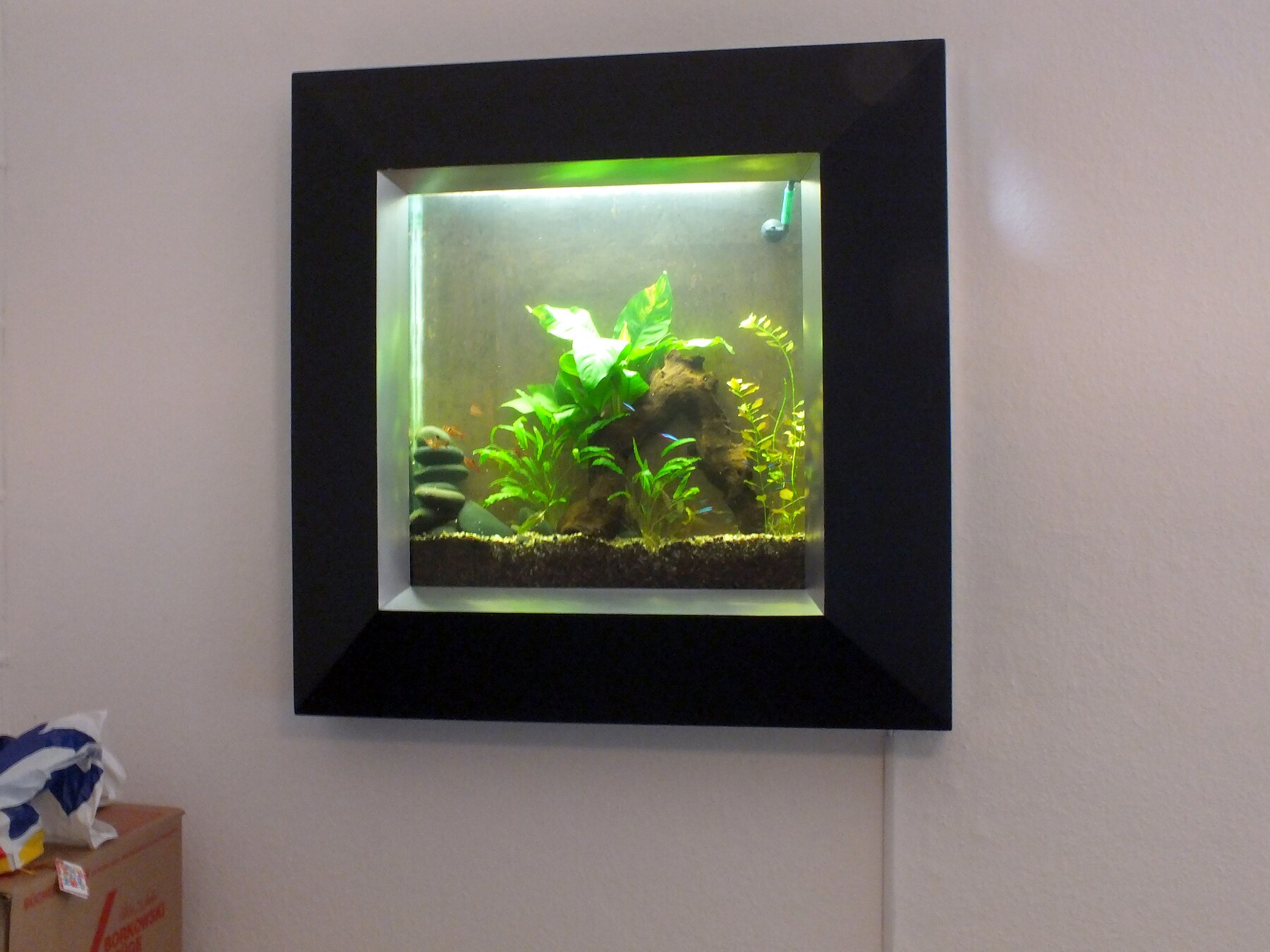 Schwarzes Wand-Aquarium mit bepflanztem Layout
